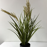 tufted field grass potted