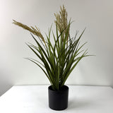 tufted field grass potted