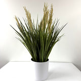 tufted field grass potted