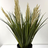 tufted field grass potted