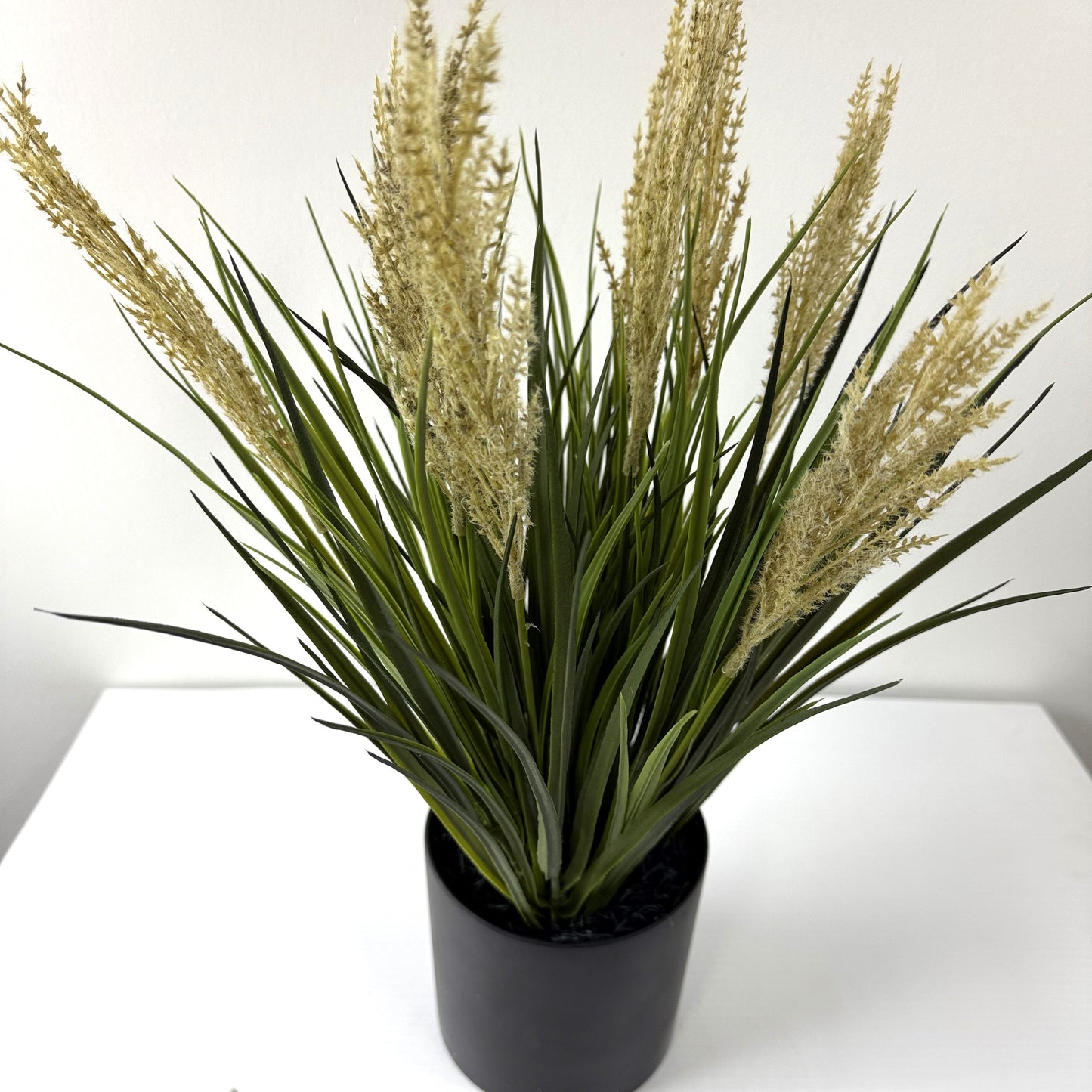 tufted field grass potted