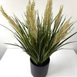 tufted field grass potted