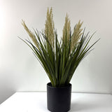 tufted field grass potted