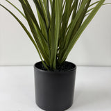 tufted field grass potted