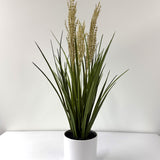 tufted field grass potted