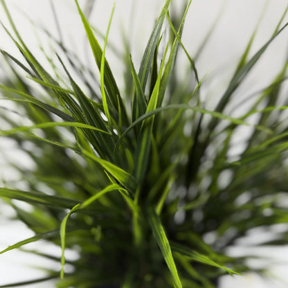 Wild and crazy grass 22"