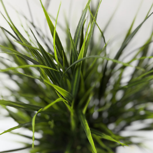 Wild and crazy grass 22"