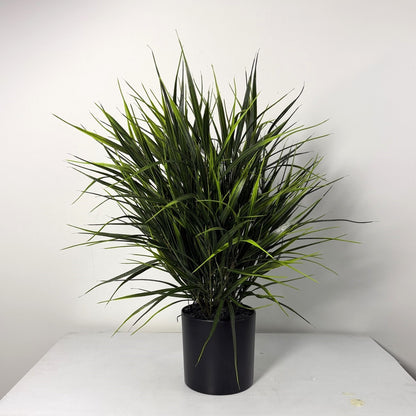Wild Grass table top