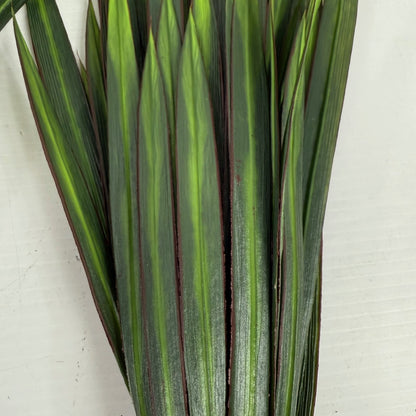 Yucca bush stem 22" ( set of three)
