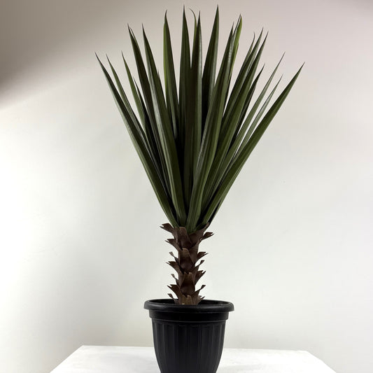 Brazilian Yucca real touch 36"