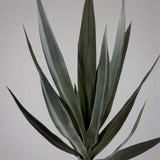 Yucca Head Plant 28