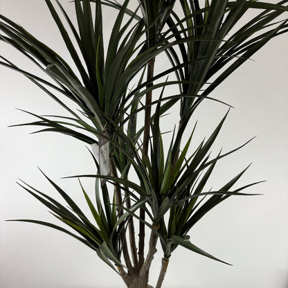 Yucca deluxe Uv protected 58"