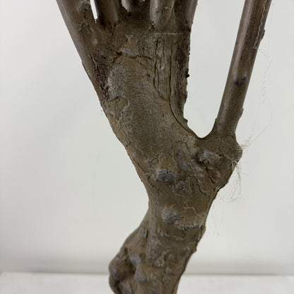 Yucca deluxe Uv protected 58"