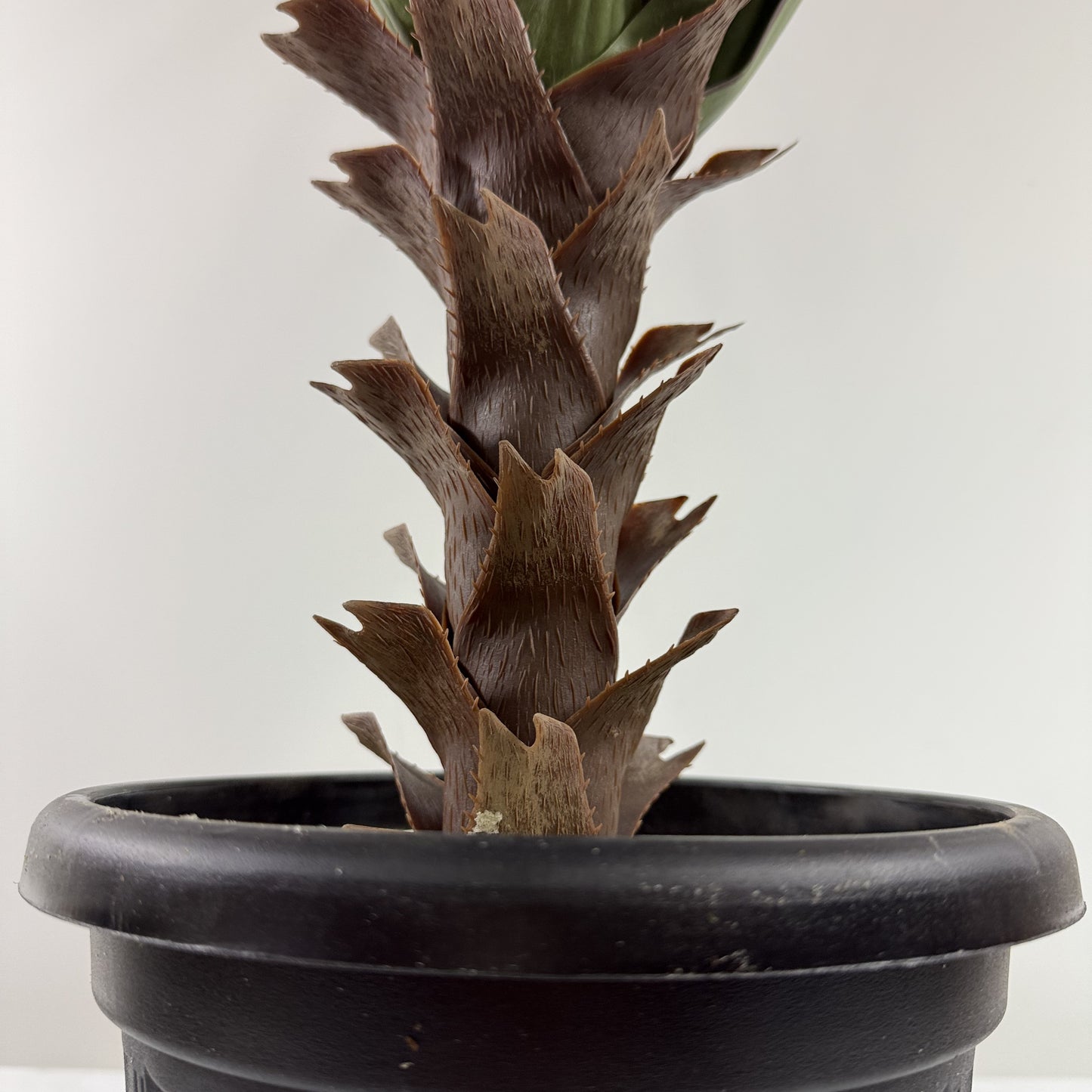 Brazilian Yucca real touch 36"