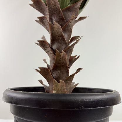 Brazilian Yucca real touch 36"