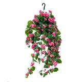 Geranium Flowering Basket