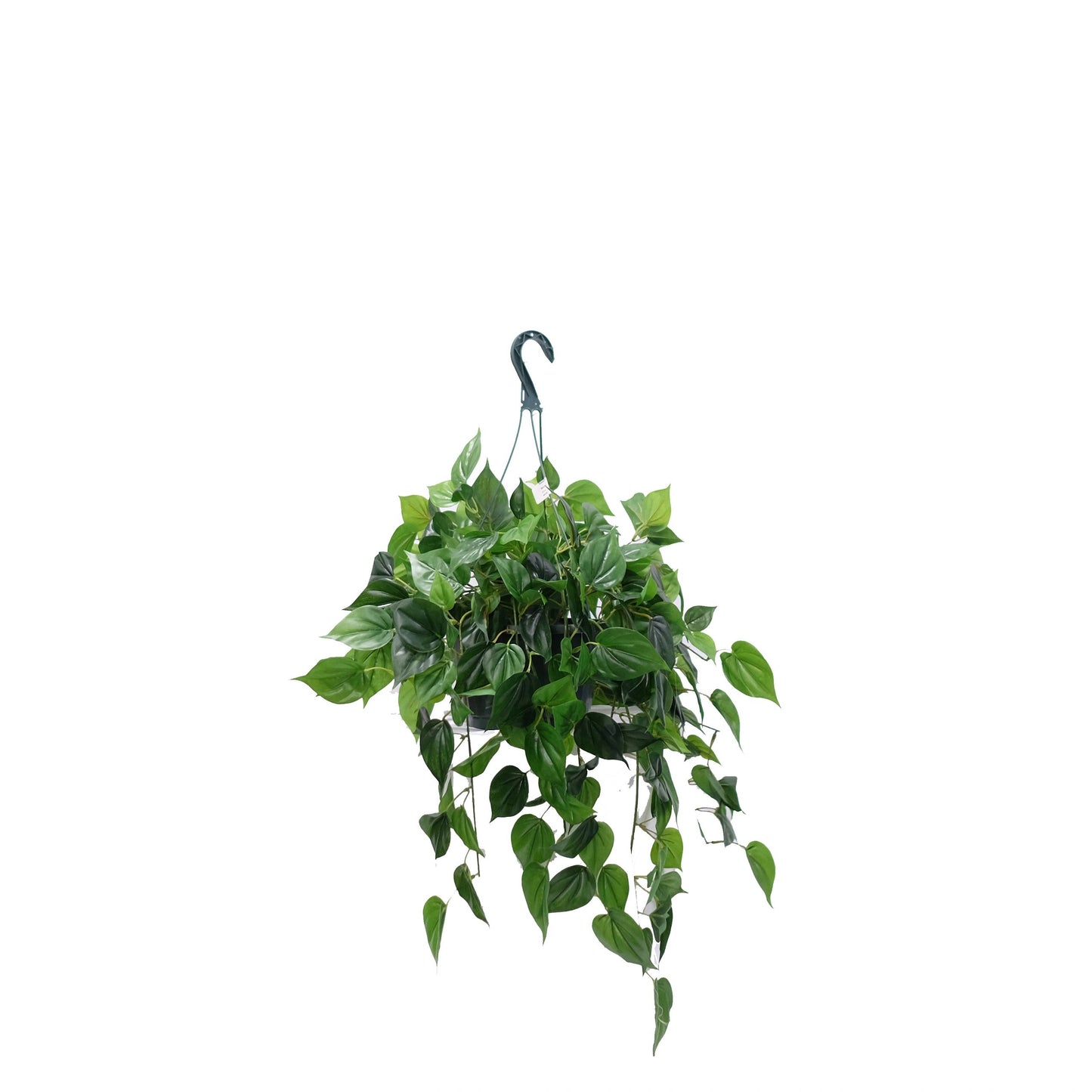 Philo Hanging Basket