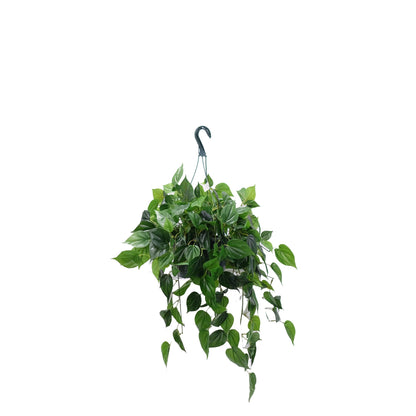 Philo Hanging Basket
