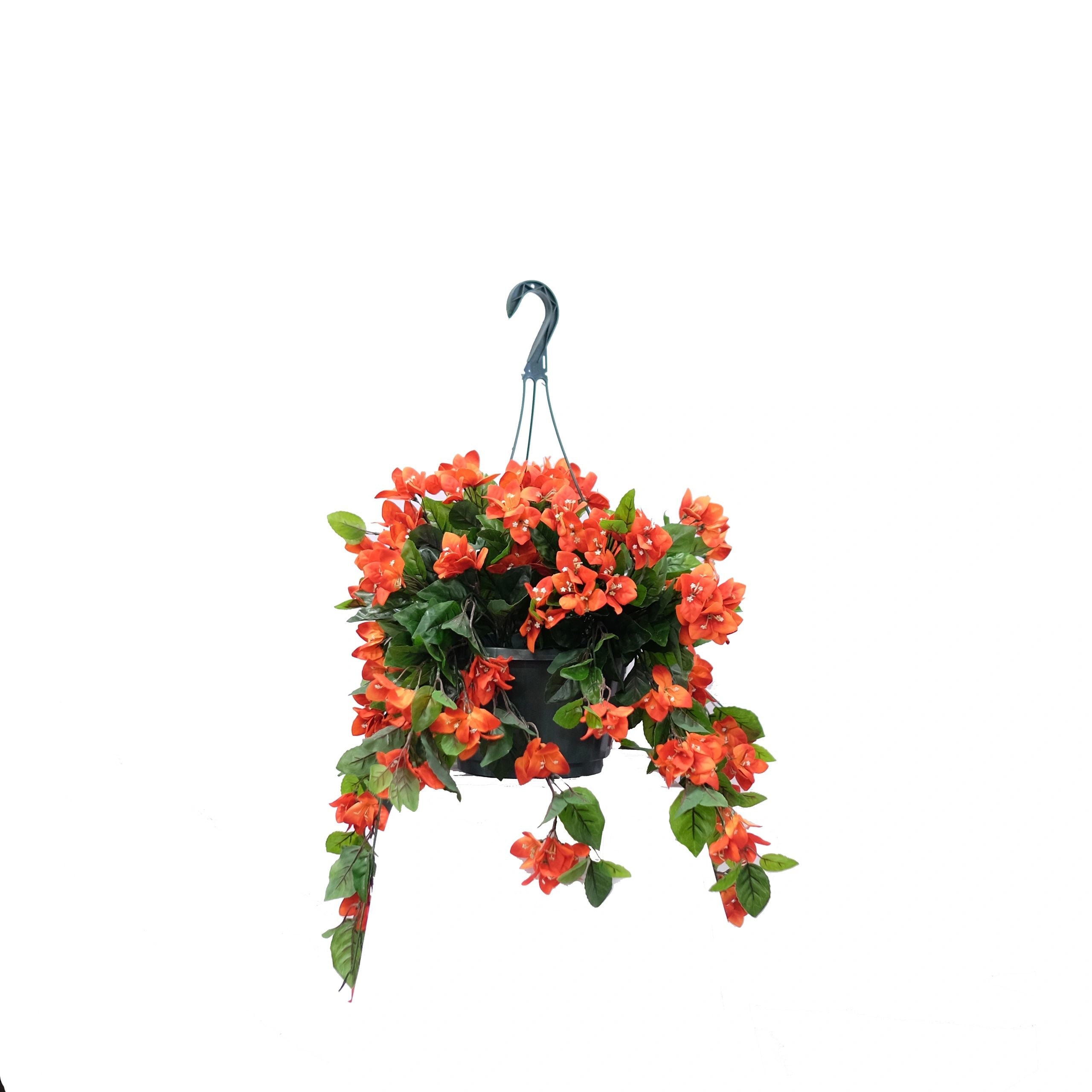 Bougainvillea Flowering Basket