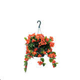 Bougainvillea Flowering Basket