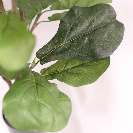 Fiddle Leaf Fig Bush 3ft tree