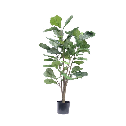 Fiddle Leaf Fig Bush 3ft tree