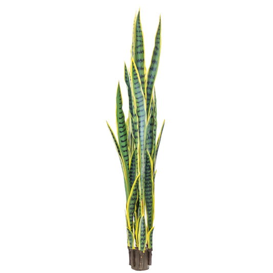 Sansevieria