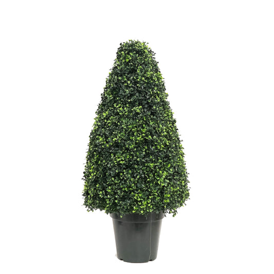 Boxwood Cone