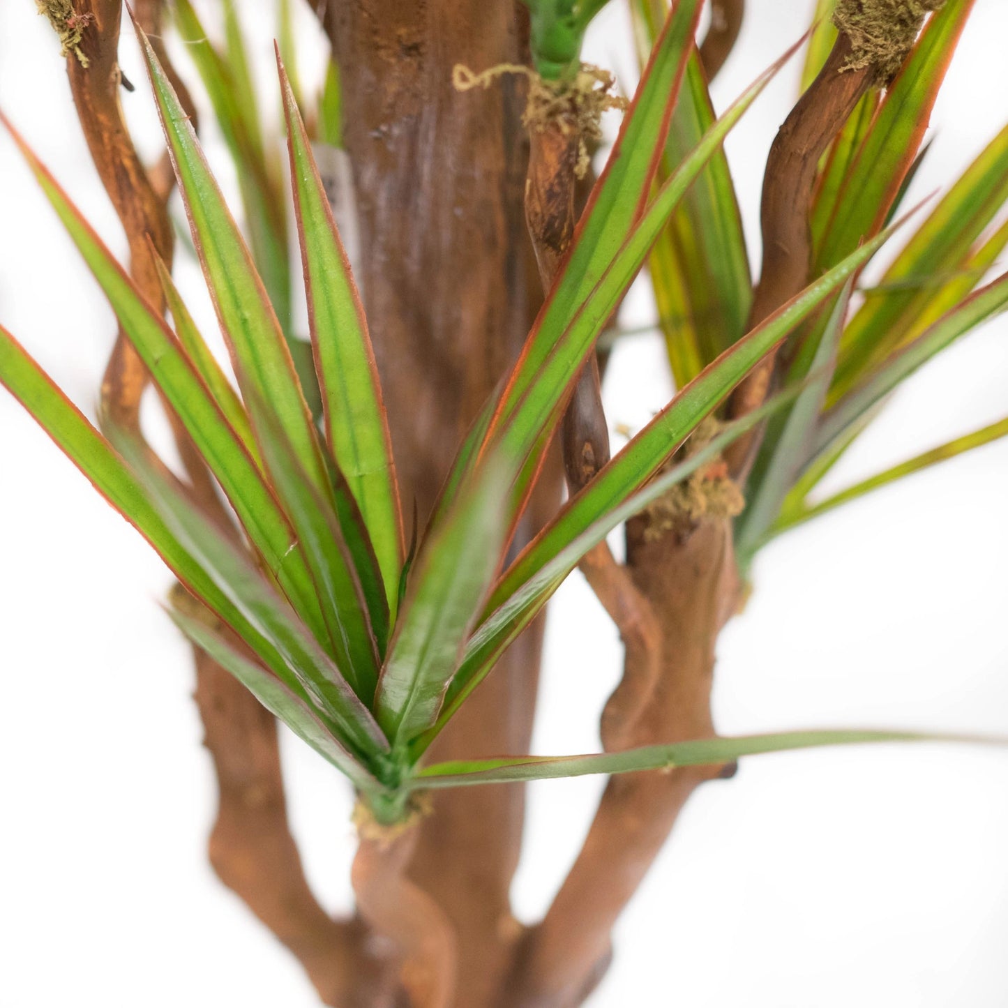 Dracena Marginata