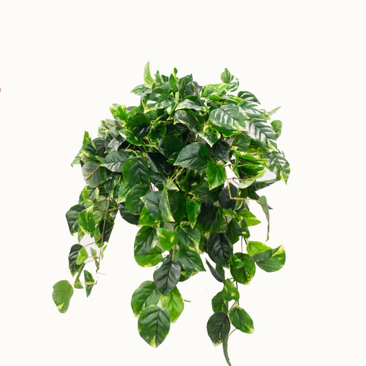 POTHOS SHELF BASKET