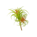 Double-Headed Air Plant 7.75" (Pack of 3)