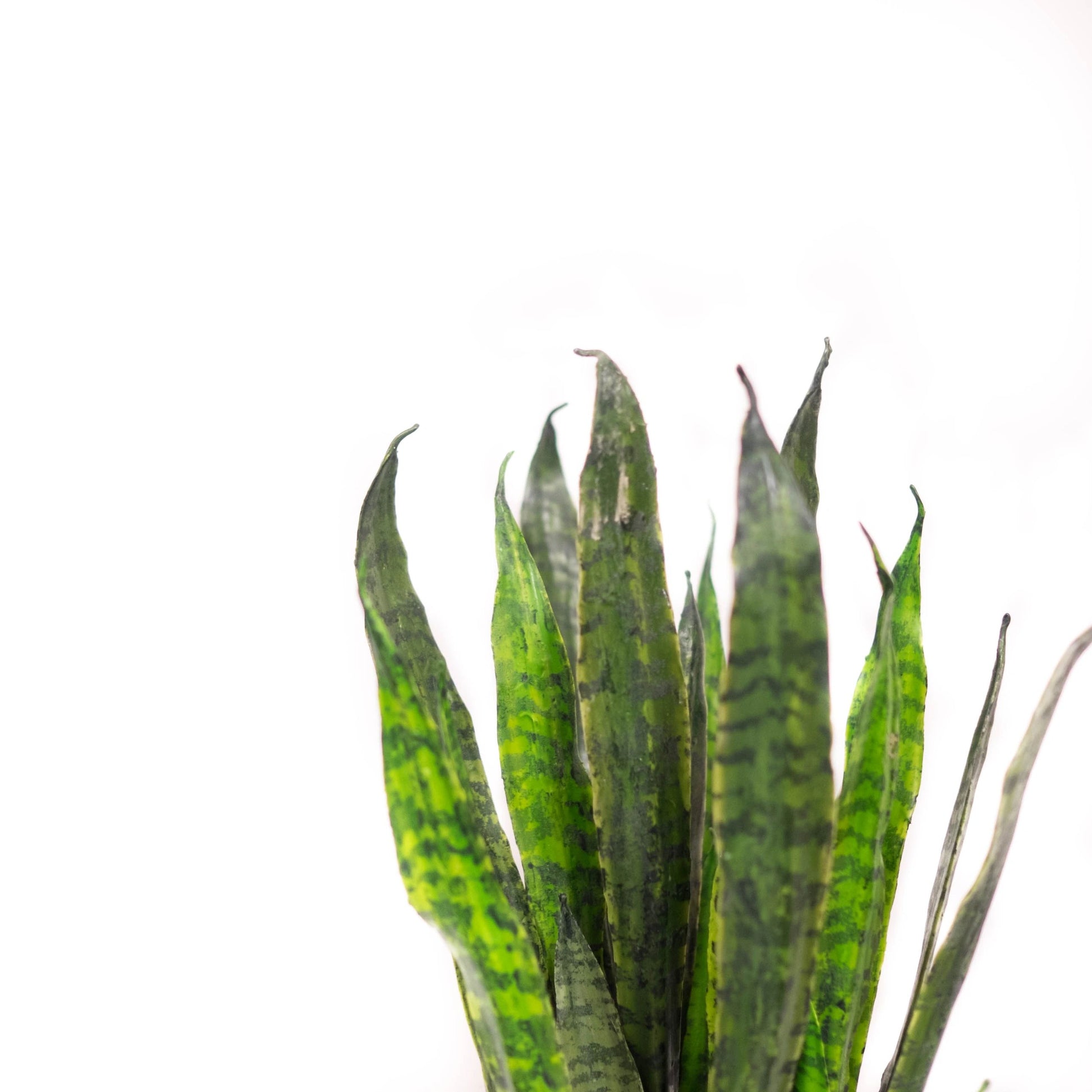 sansevieria canada Faux Potted Sansevieria