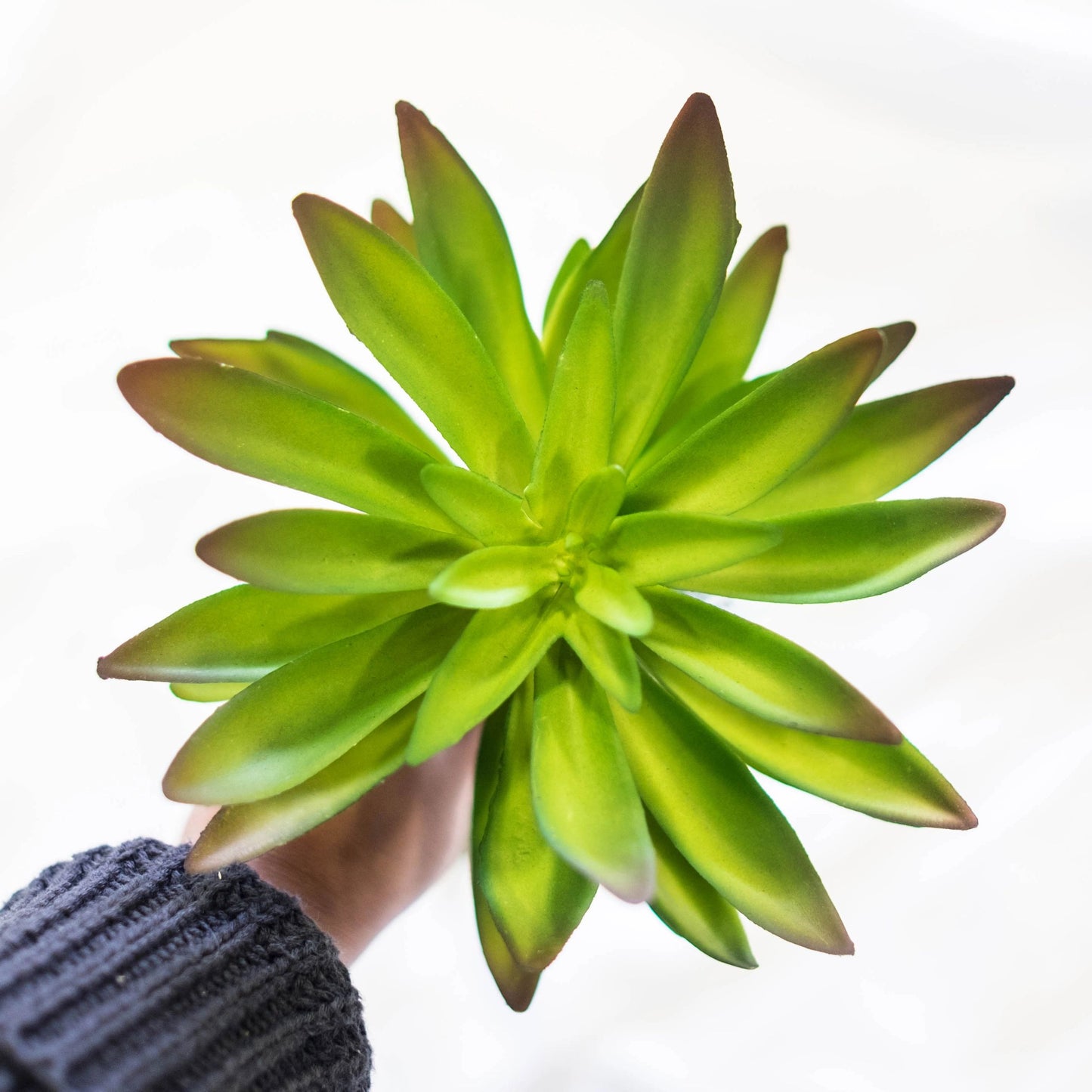 Echeveria 11.5" (Pack of 3)