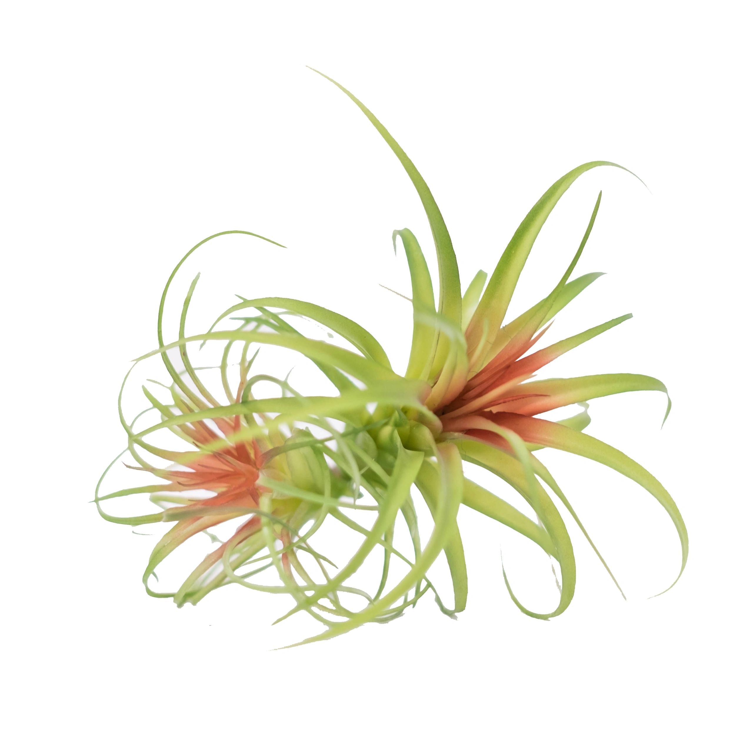 Double-Headed Air Plant 7.75" (Pack of 3)