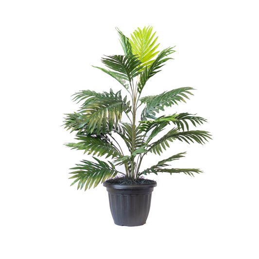 Areca Palm 34"