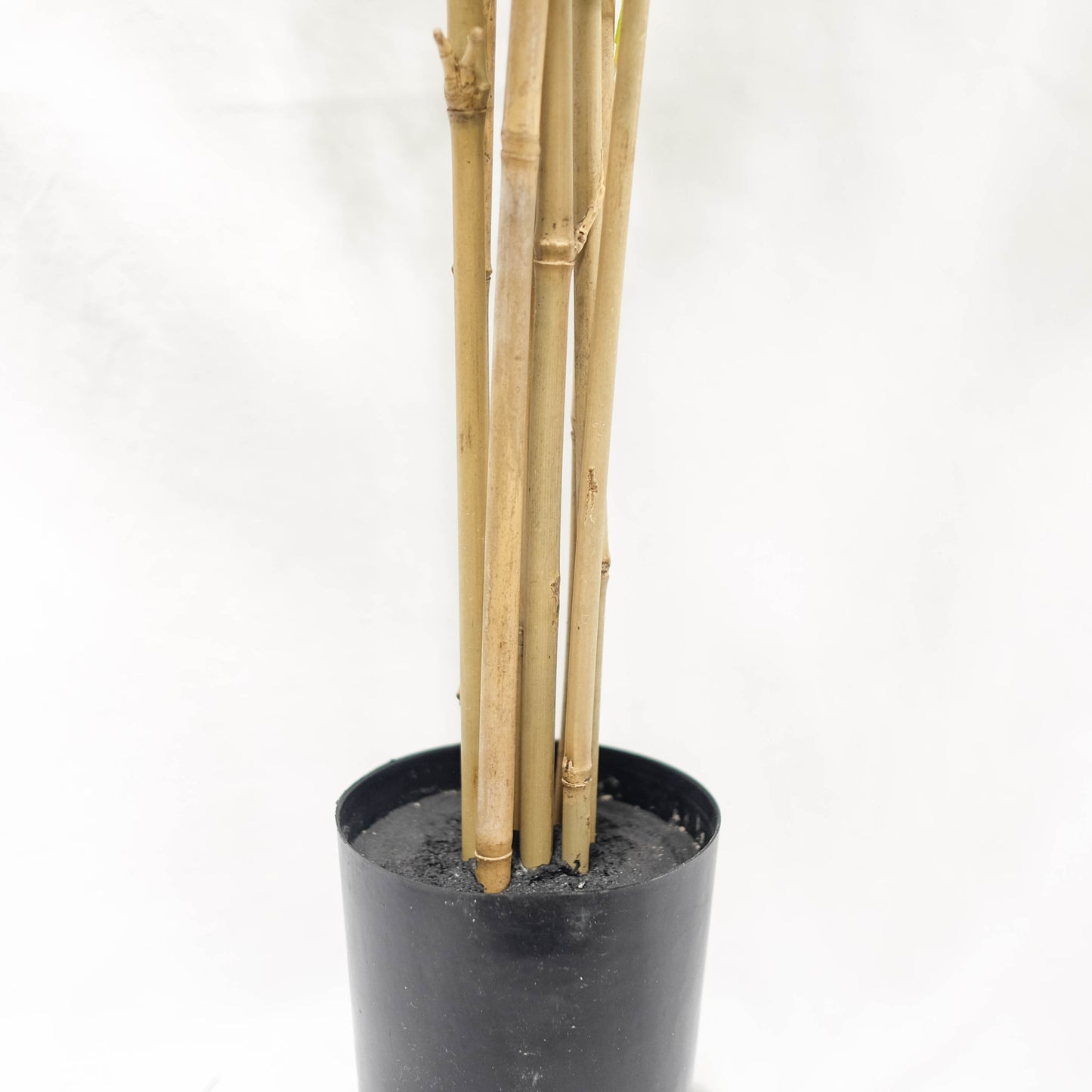 Potted Bamboo Tree Column