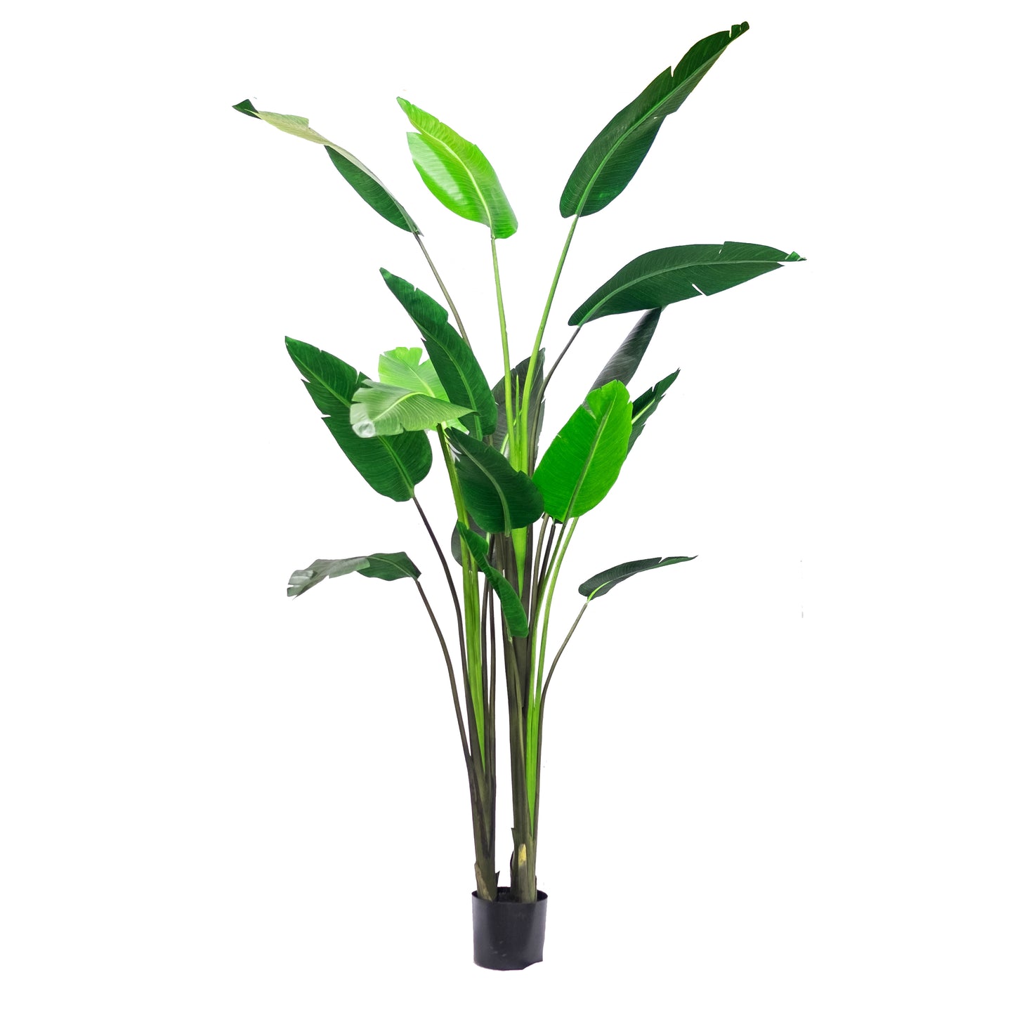 Bird of Paradise 8ft (in-store pickup only)