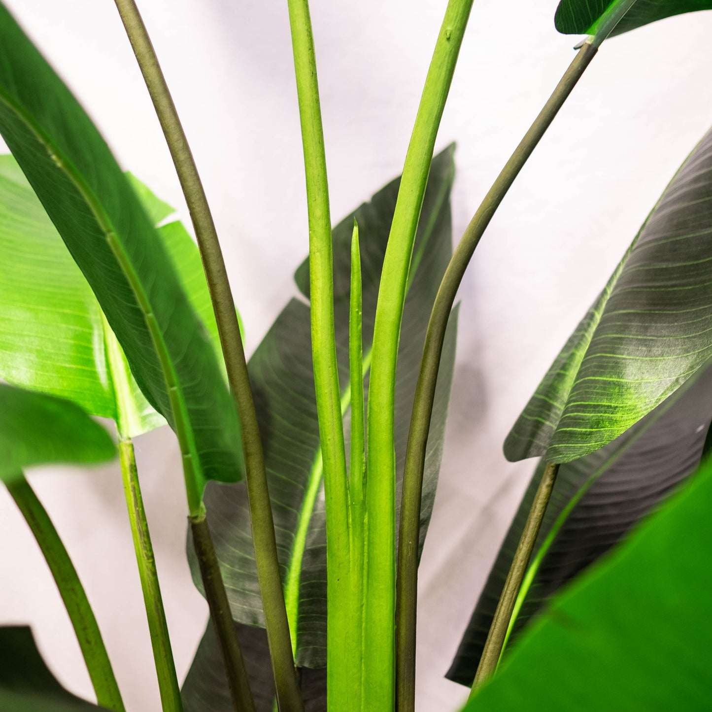 Bird of Paradise 8ft (in-store pickup only)