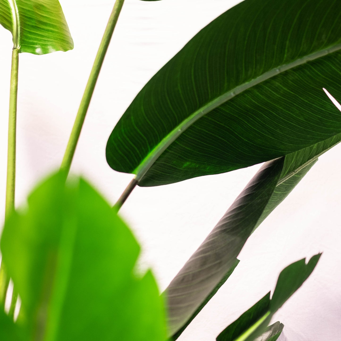 Bird of Paradise 8ft (in-store pickup only)