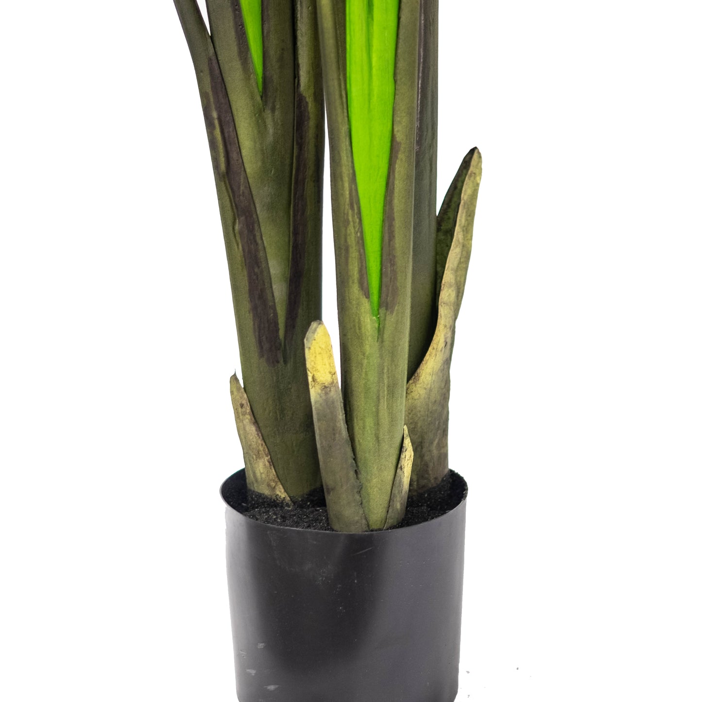 Bird of Paradise 8ft (in-store pickup only)