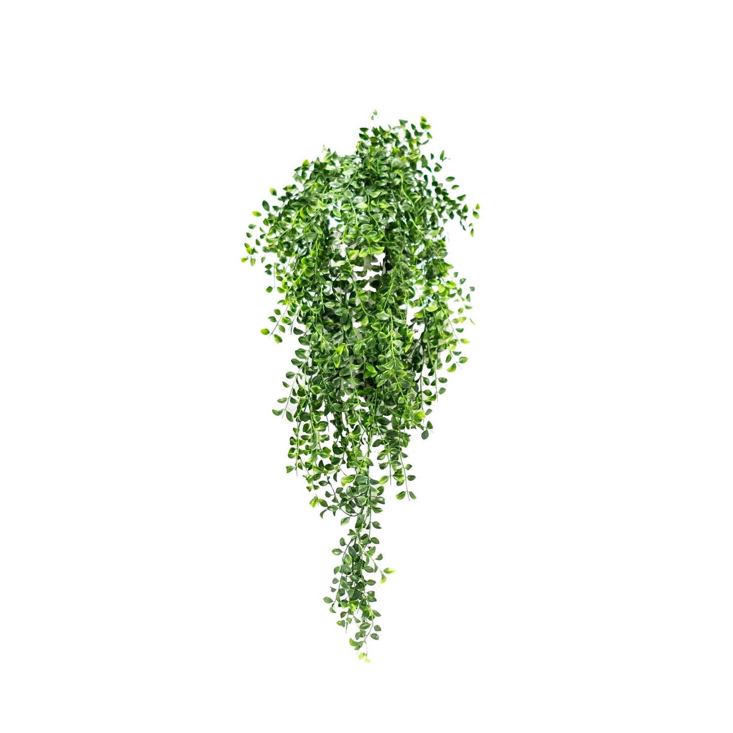 Trailing Boxwood Bush