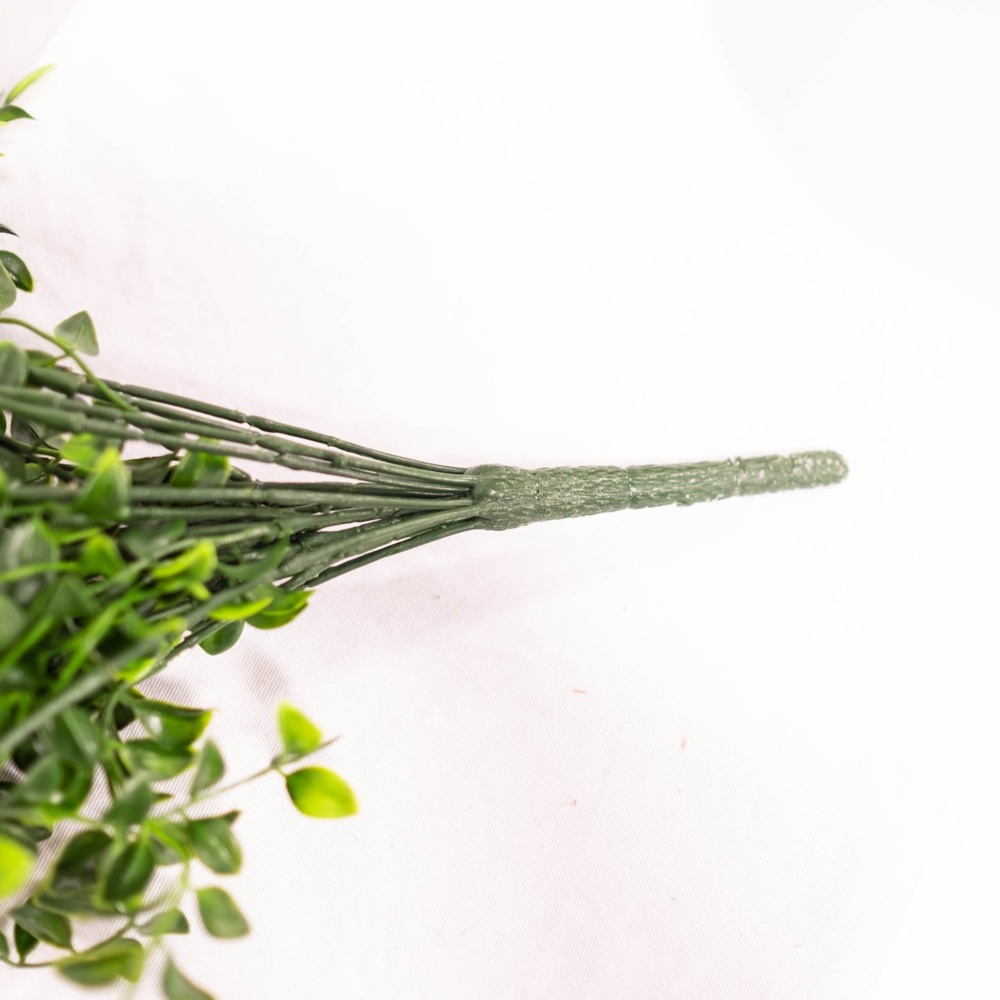 Trailing Boxwood Bush