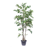 Potted Deluxe Ficus Benjamina