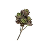 Sedum 7.5" (Pack of 3)