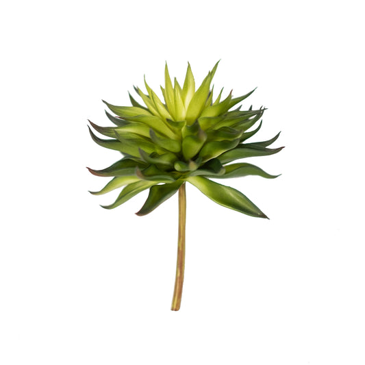 Echeveria 6.5" (Pack of 3)