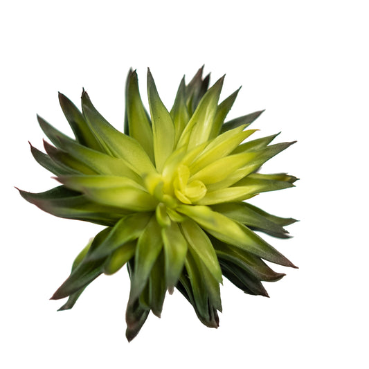 Echeveria 6.5" (Pack of 3)