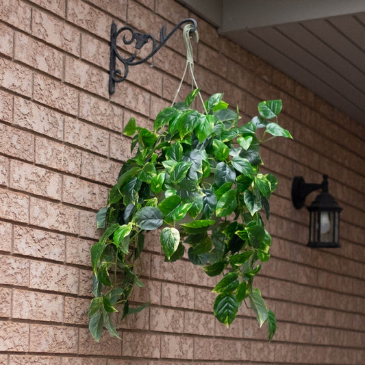 Pothos Hanging Basket