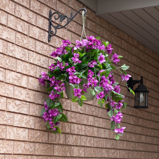 Bougainvillea Flowering Basket