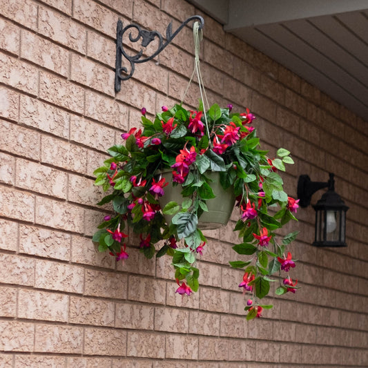 Fuchsia Flowering Basket