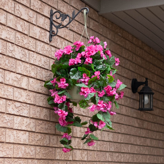 Geranium Flowering Basket